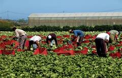 Gli operai agricoli in Puglia